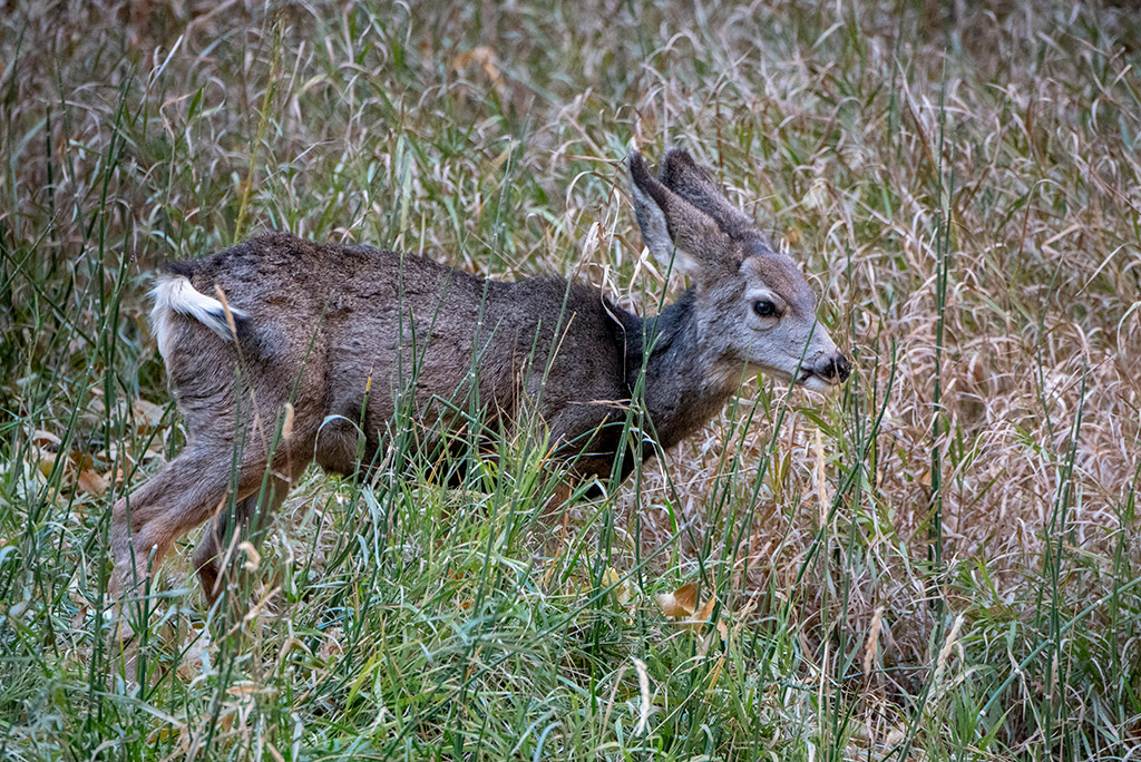 Wildlife in Zion National Park next to Pa’rus Trail.