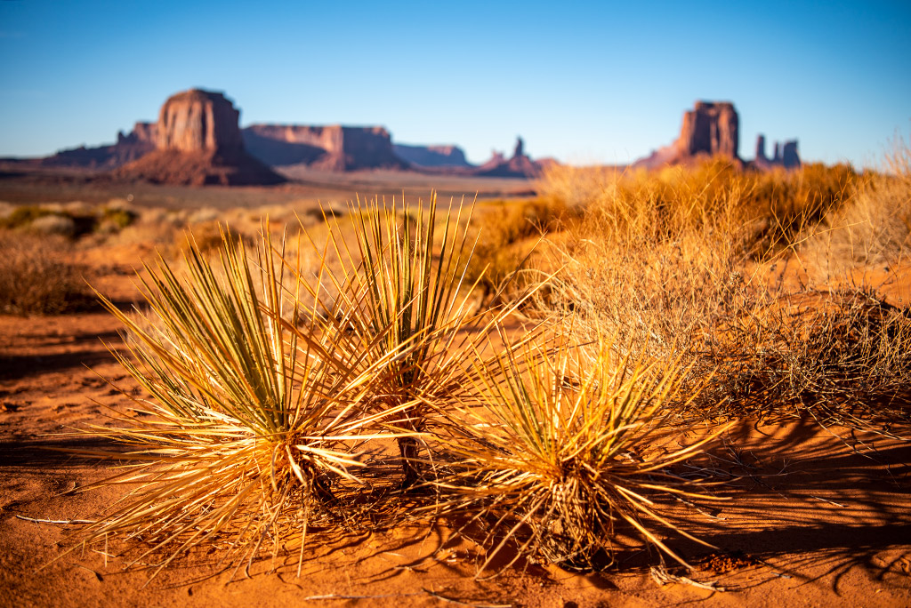 deserted plants in Monument Valley during sunset.