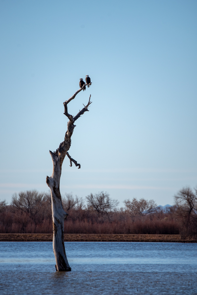 Bald eagles on a tree in a water: Bird watching in Bosque del Apache