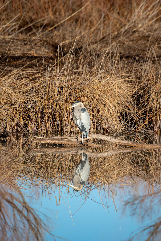 Bird watching in Bosque del Apache