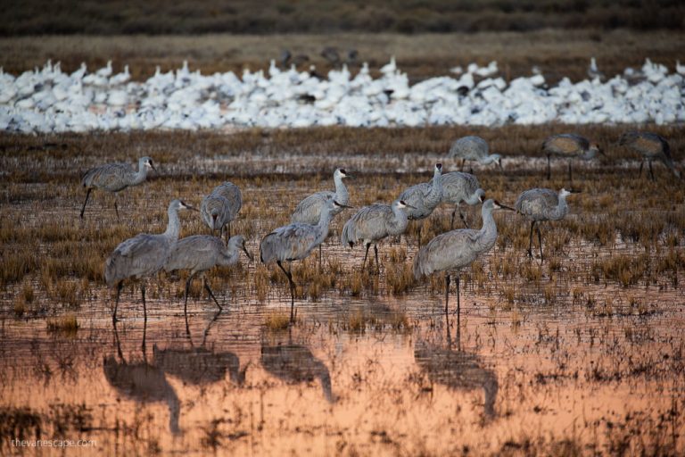 Bosque del Apache Festival of the Cranes 2026: Best Viewing Spots, and Photography Guide