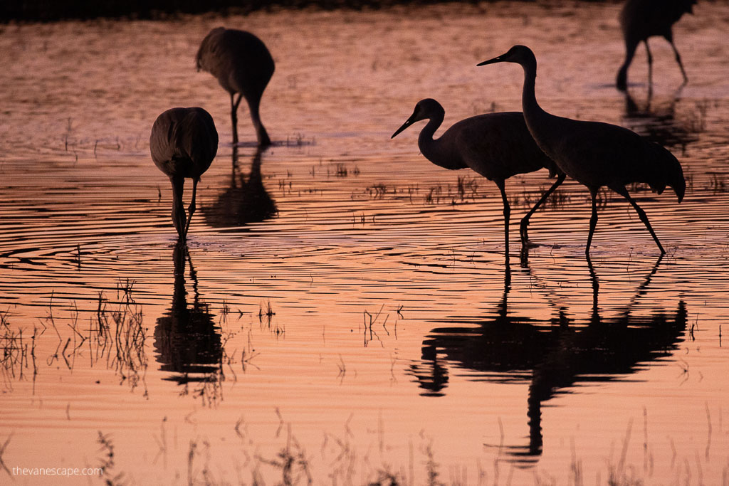 Sandhill Crane in water durind sunrise.