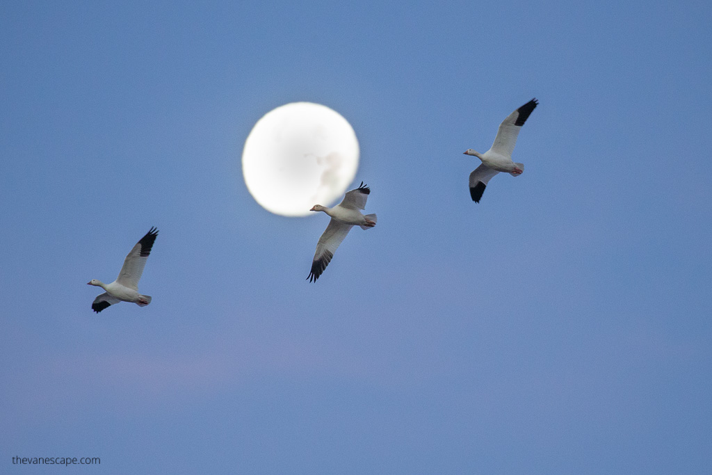 Bosque Del Apache: three snow geese on the sky with the moon in a backdrop.