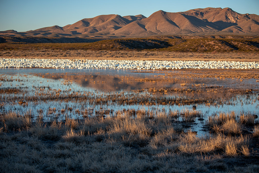 Bosque del Apache National Wildlife Refuge in New Mexico: thousends of snowe geese on the pond with mountain view in the backdrop.