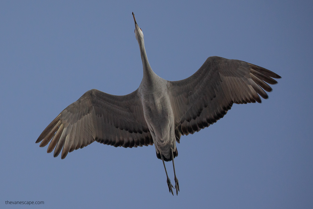 Crane on the sky.