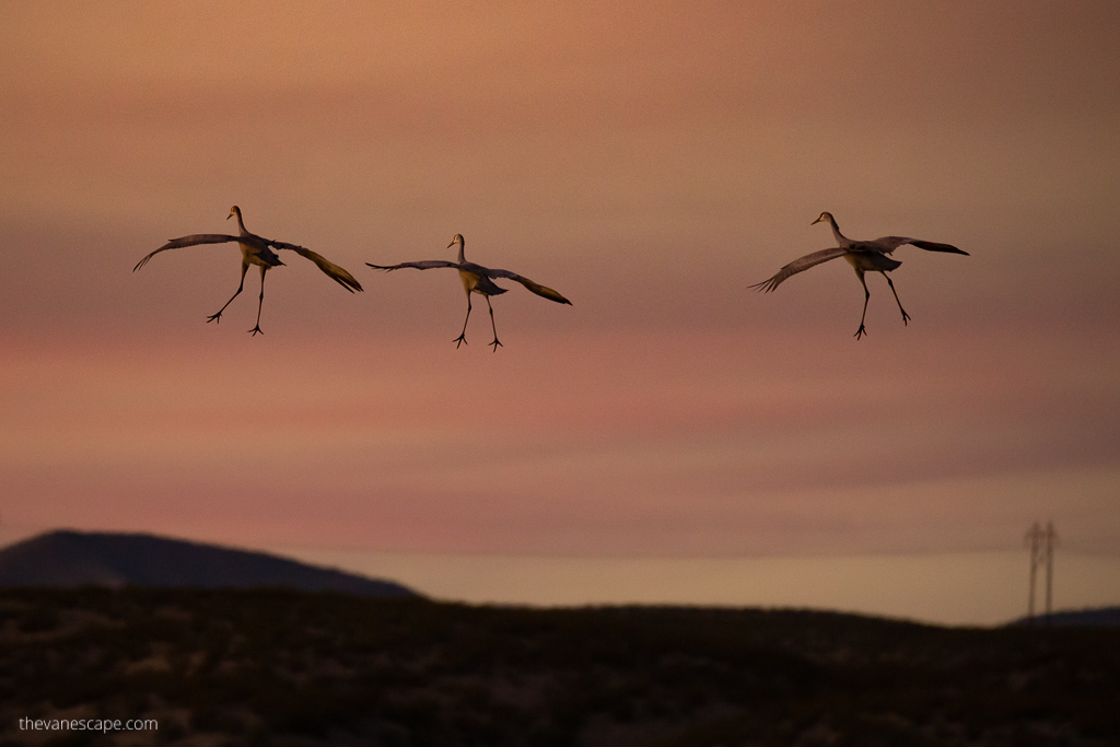 Bosque Del Apache Festival Of The Cranes - sunset view with cranes flying over the sky.