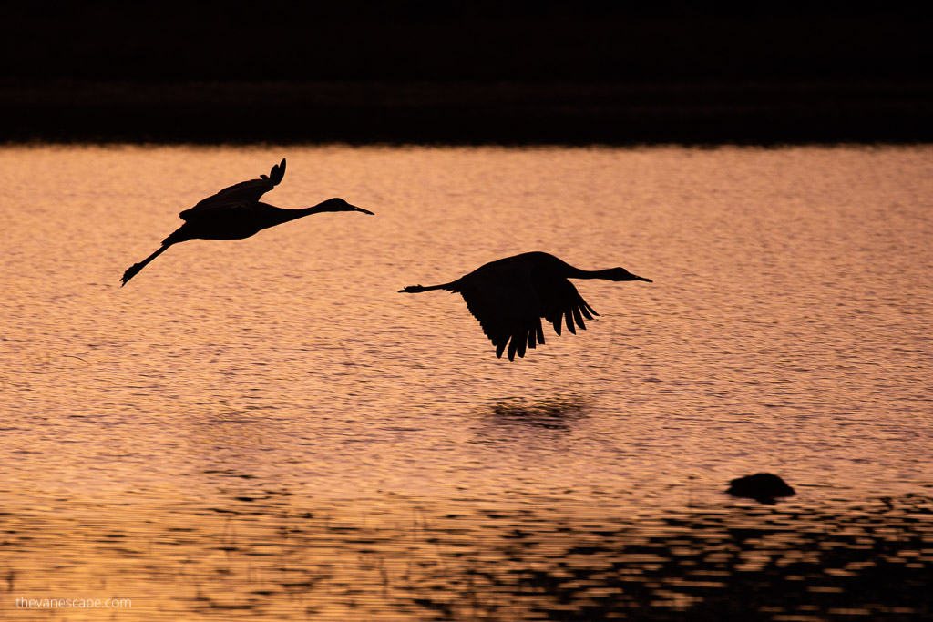 Bosque Del Apache Festival Of The Cranes - cranes during sunset flying over the water.