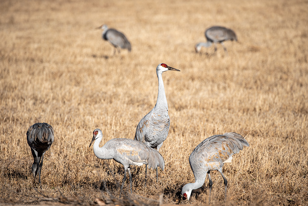 Cranes in the grass during sunny day.