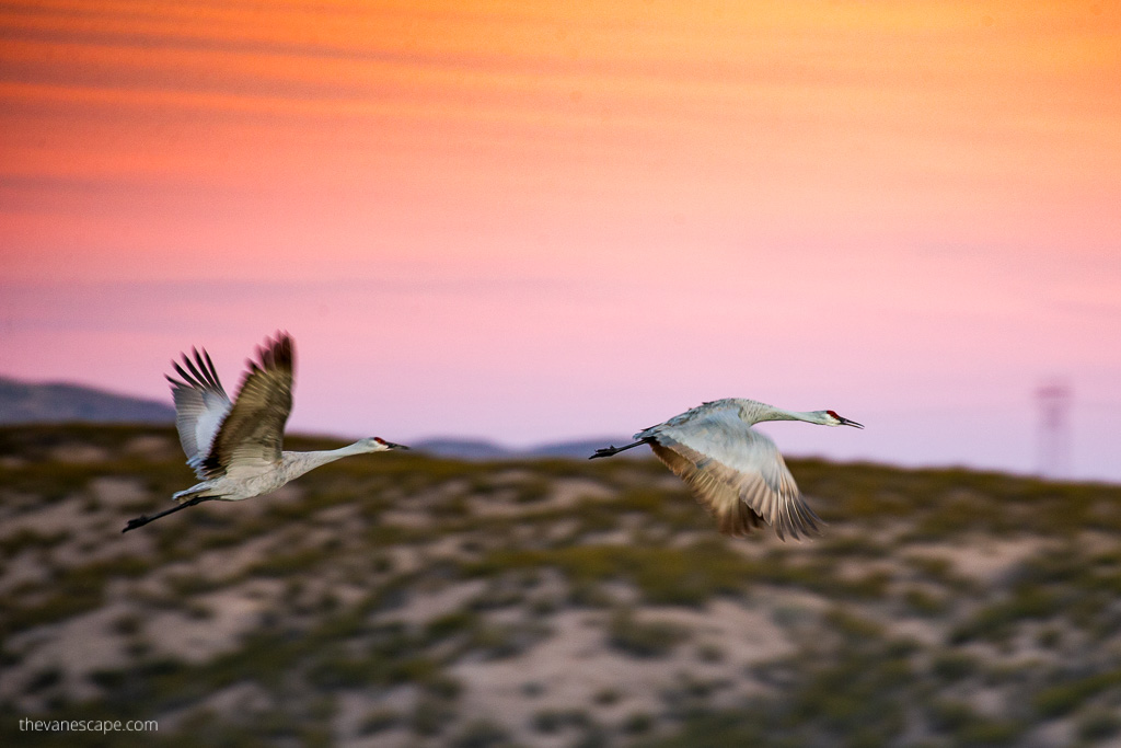 Festival of Carnes - birds on the sky during sunset.