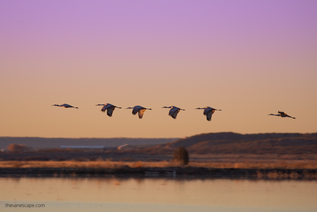 Bosque del Apache National Wildlife Refuge: sunset view with cranes flying above the pond.