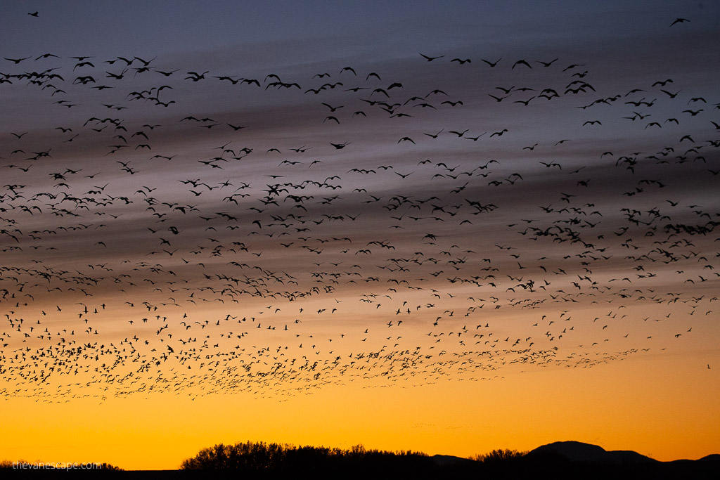 Sunset in Bosque del Apache