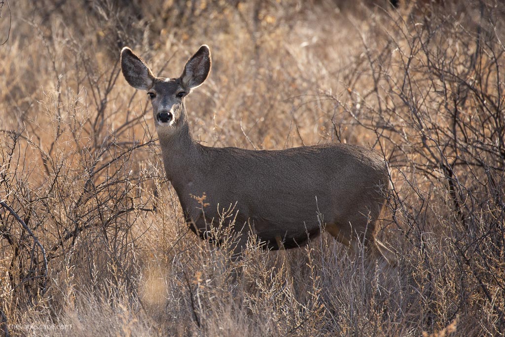 wildlife in Bodque del Apache in New Mexico: young roe deer between bushes on a trail.