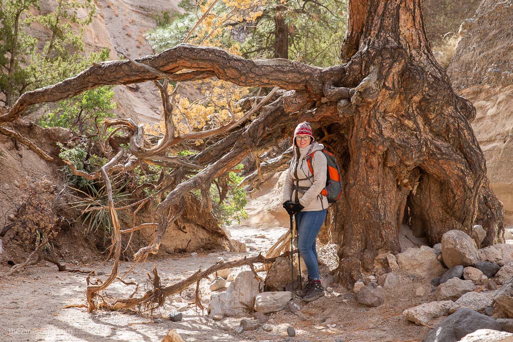 Agnes Stabinska, the author, next to the tree during Kasha-Katuwe Tent Rocks hike. He is wearing hiking boots, jeans, warm hoodie and hat, and has trekking poles in her hands.