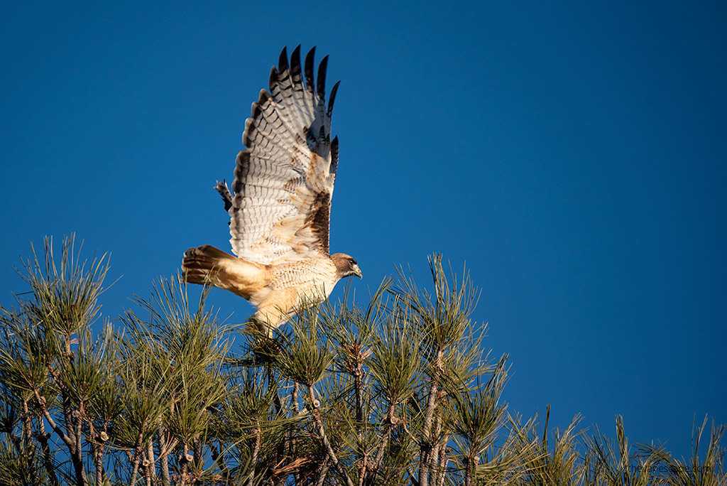 wildlife.