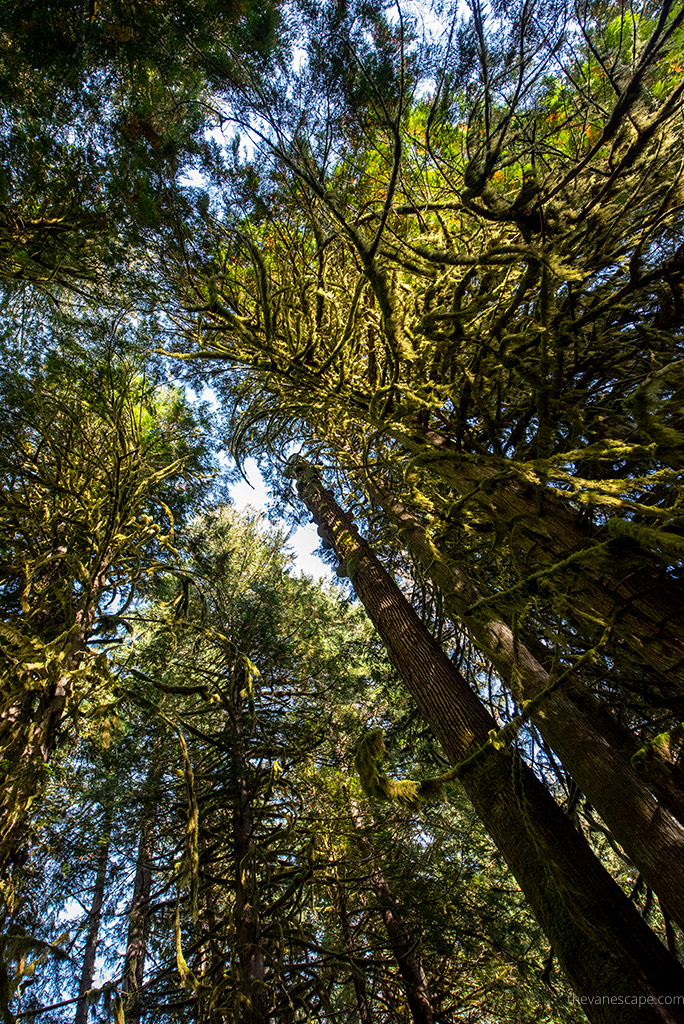old trees on Grove of the Patriarchs hike.