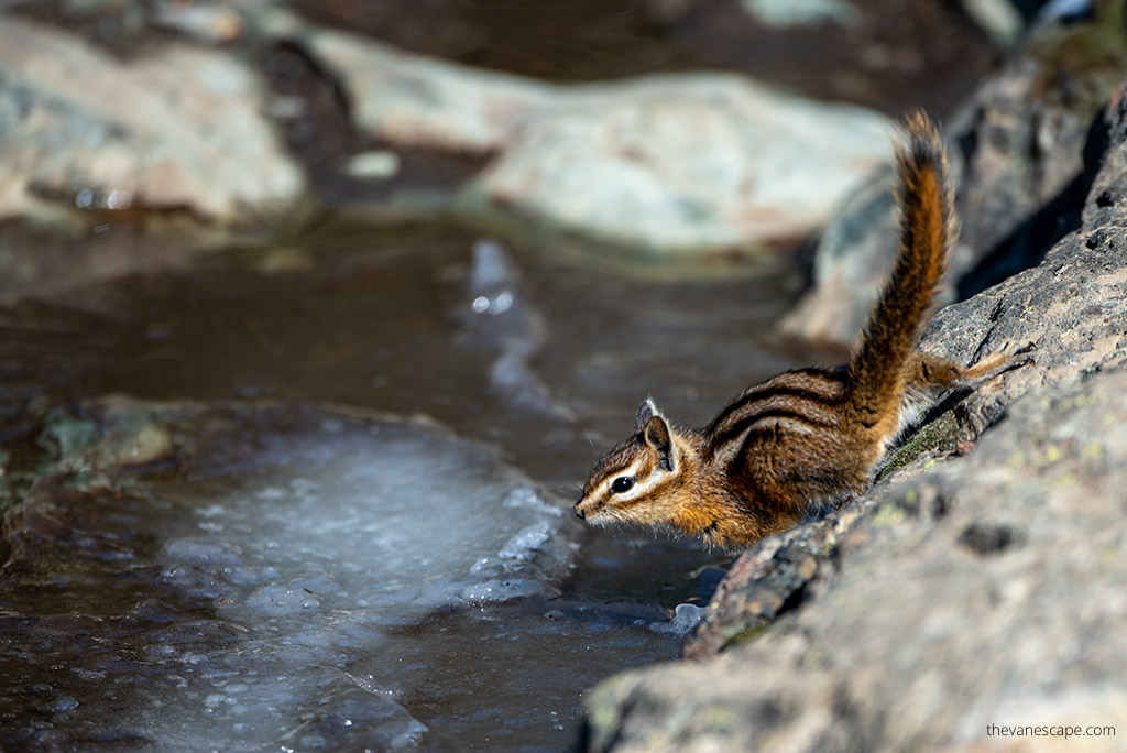 wildlife: squirrel on the rock in Mount Rainier National Park.