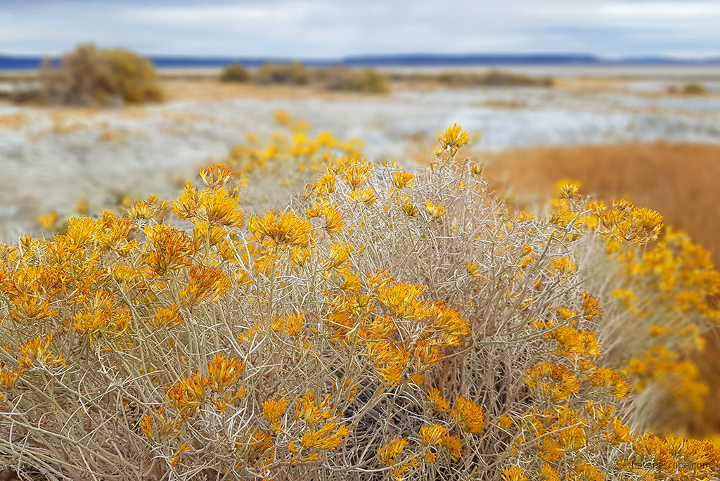 Yellow flowers on desert.