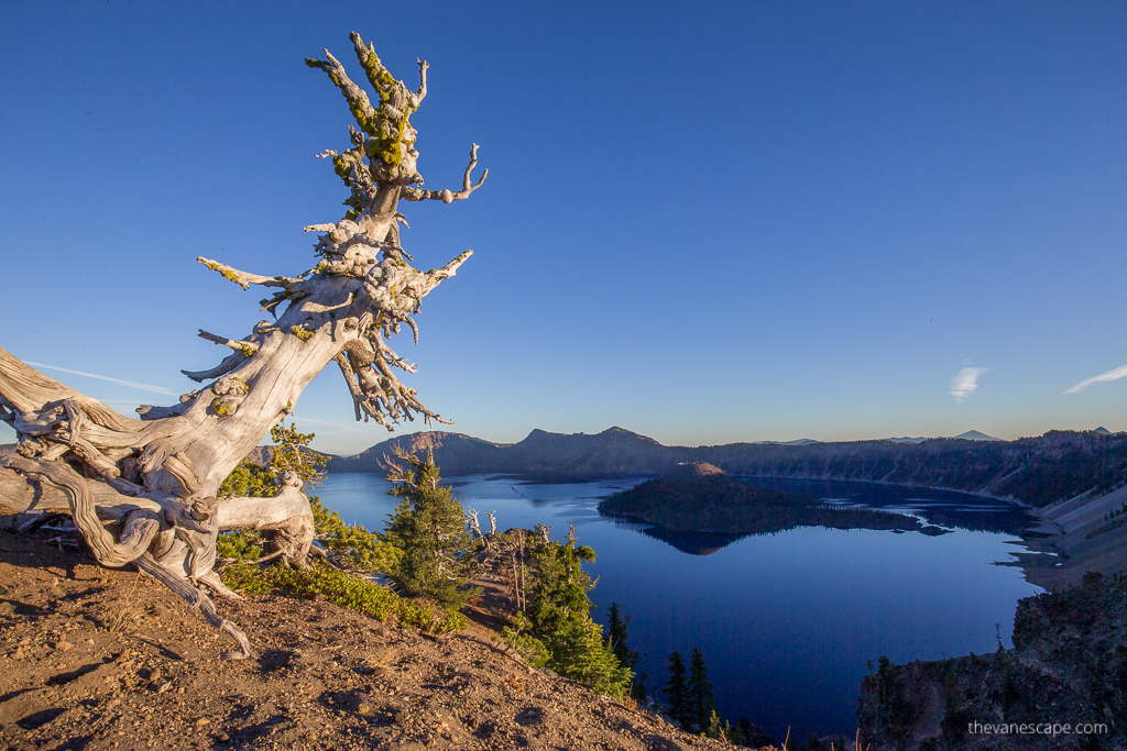 Crater Lake with Wizard Island on it and old leaning dry tree in the foreground.