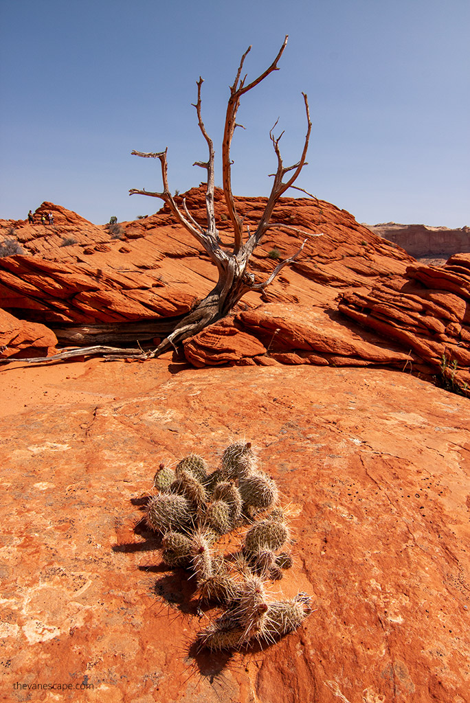 the Wave hike: cacti on the trail.