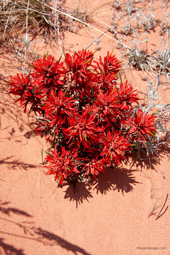 the Wave hike: red flowers on the desert.