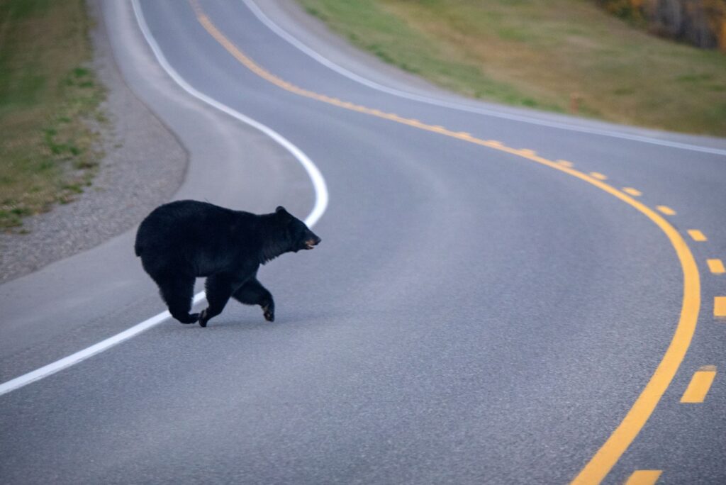 Black bear crossing the road.