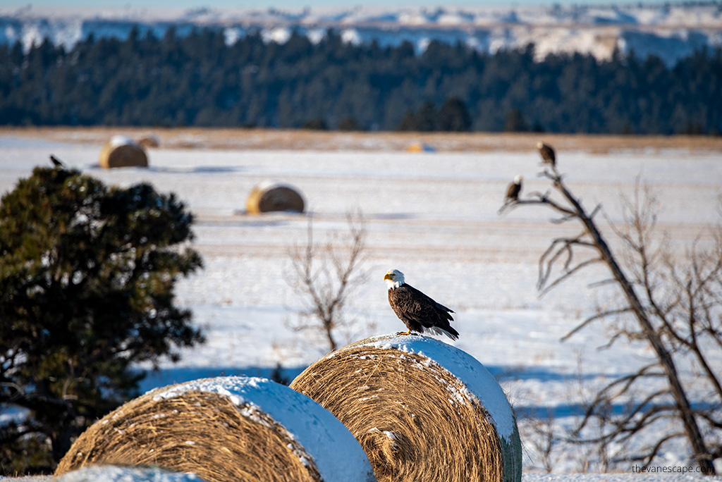 Bald eagles sitting on a haystack in a winter scenery in Wyoming.