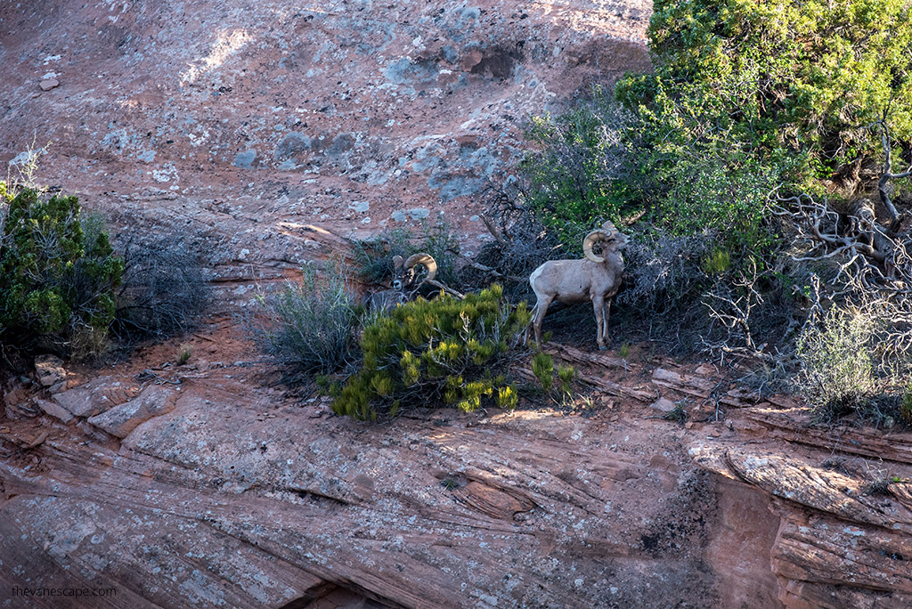 Bighorn sheep on the rock in the park.