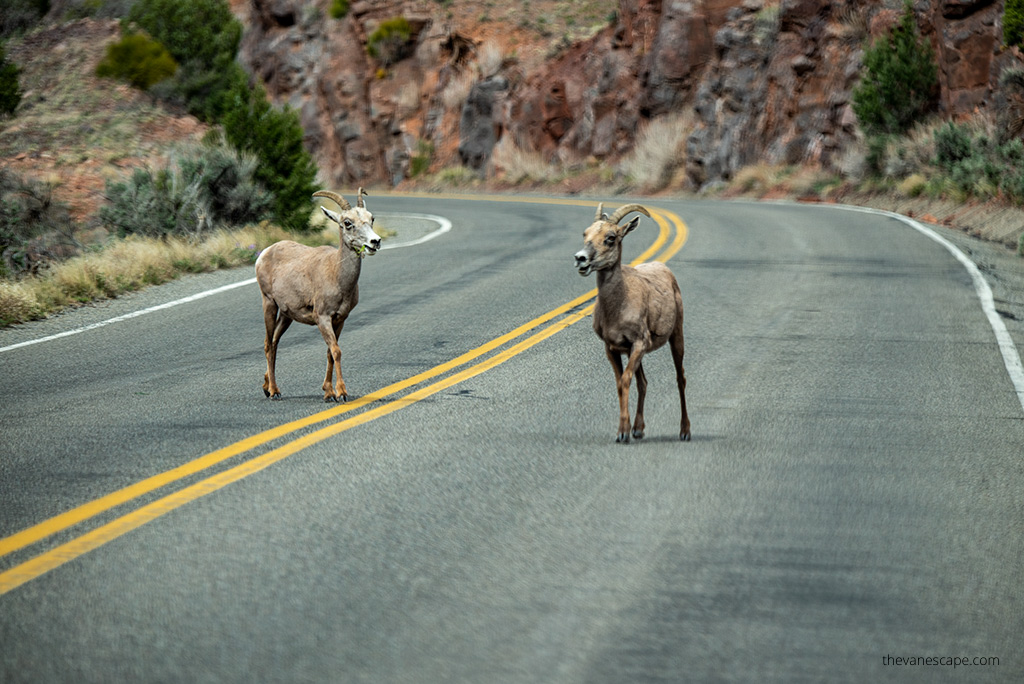 Goats on the Rim Rock Drive.