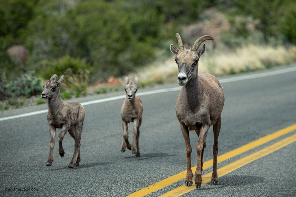 Bighorn sheep in Colorado National Monument.