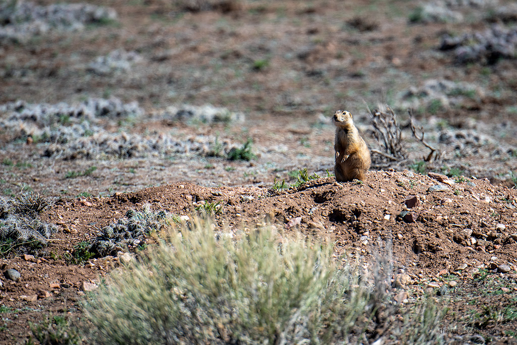 prairie dog in Colorado.
