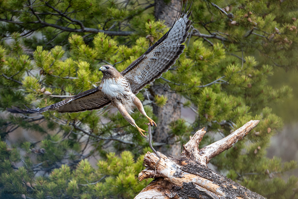 Wildlife in Glacier National Park.