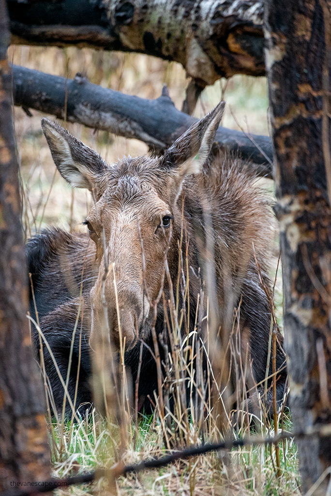 moose between trees in rocky mountains national park.