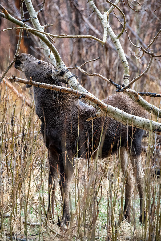 colorado road trip: wildlife in rocky mountains national park.