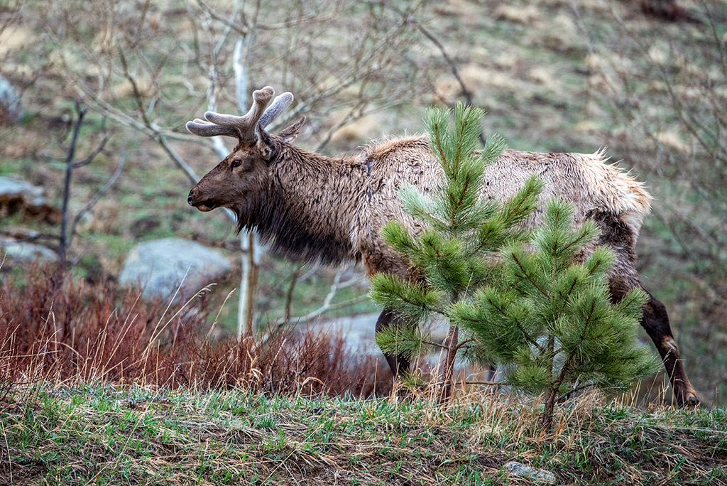 Deer between trees in rocky mountains national park.