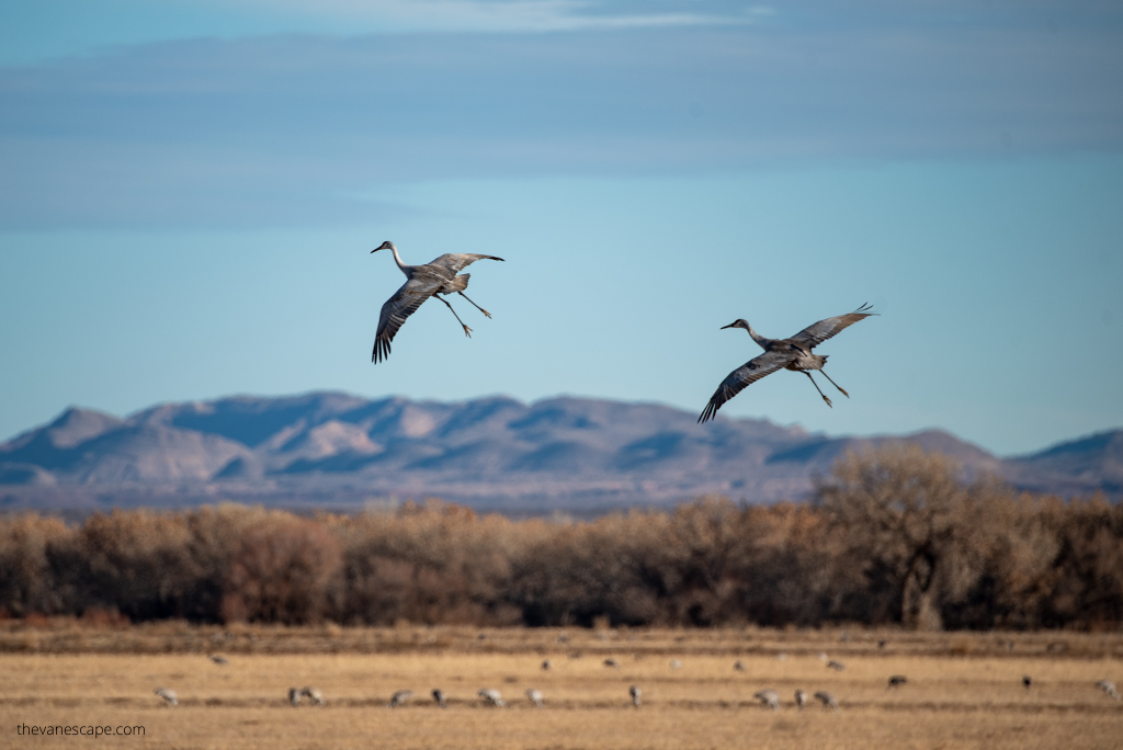 Sandhill Crane Migration.