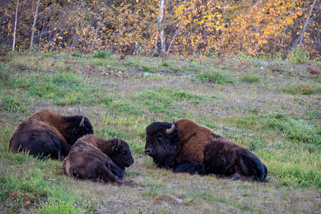Bisons in South Dakota at Custer State Park.