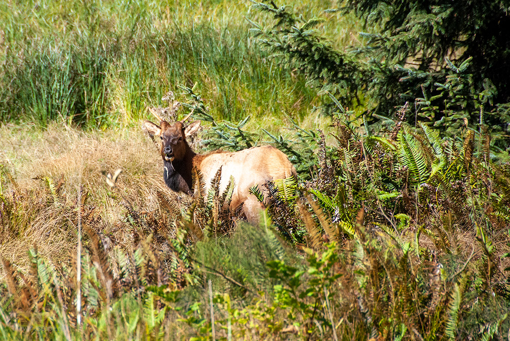 elk at Point Reyes.