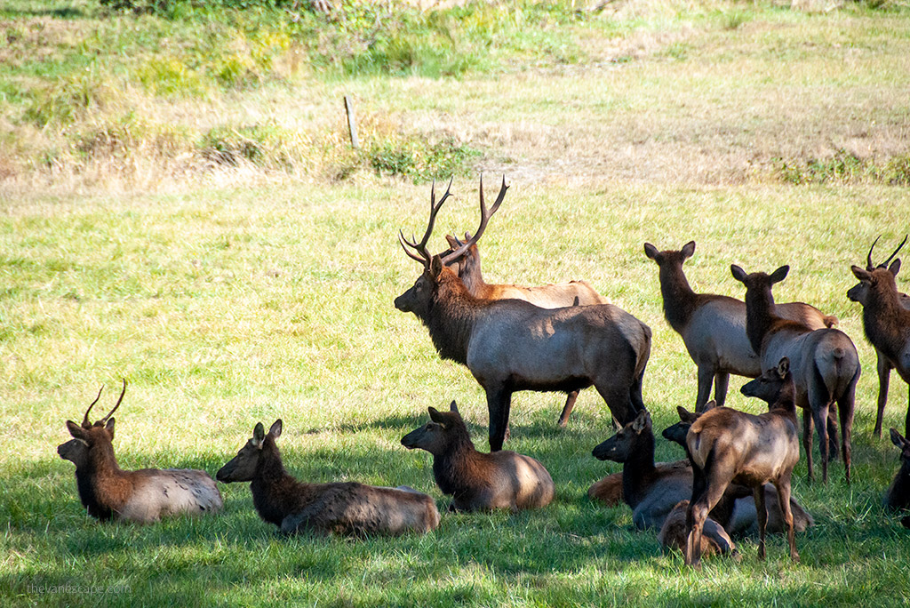 elk at Point Reyes.
