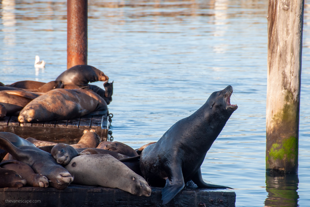 Pier 39 and Fisherman's Wharf.