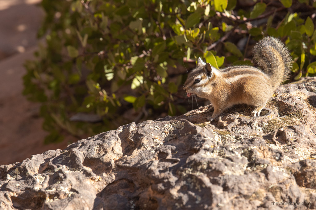 squirrel on the rock.