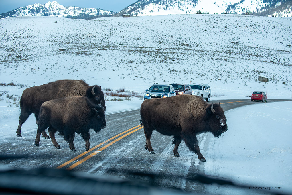 Bisons on the road in Yellowstone National Park during winter road trip.