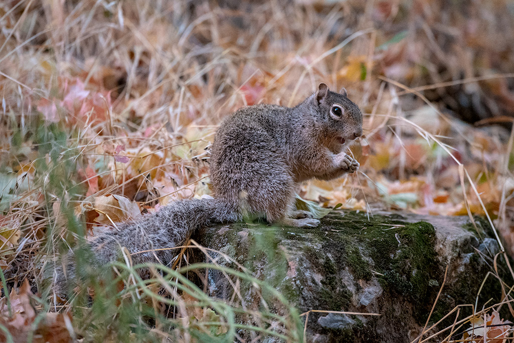 Squirrel in Zion on Canyon Overlook Trail.