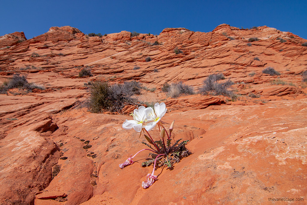 wildflower on a desert during White Pocket Hiking Tour in the The Vermilion Cliffs National Monument.