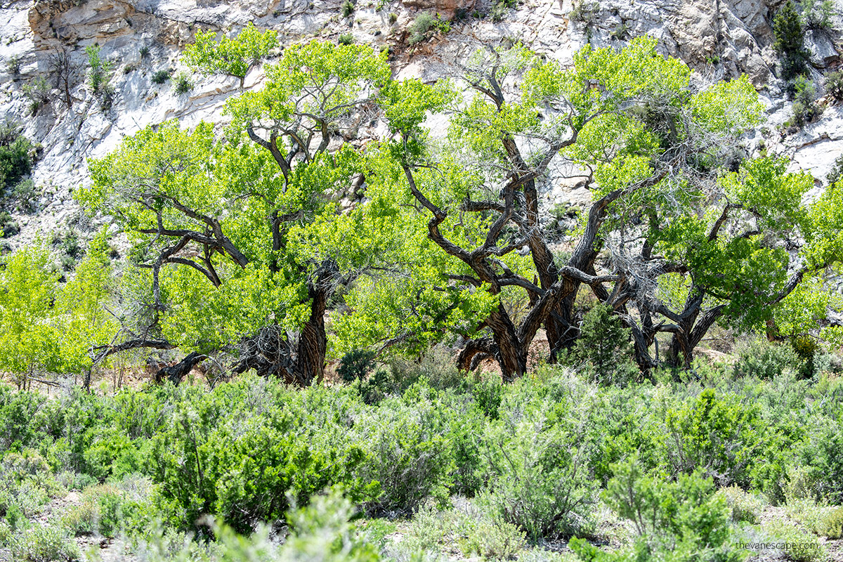 Green trees in the creek.