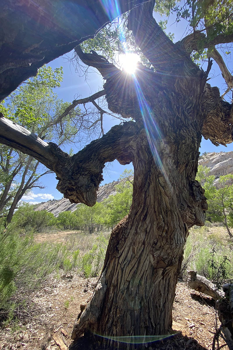 sun and cottonwood tree