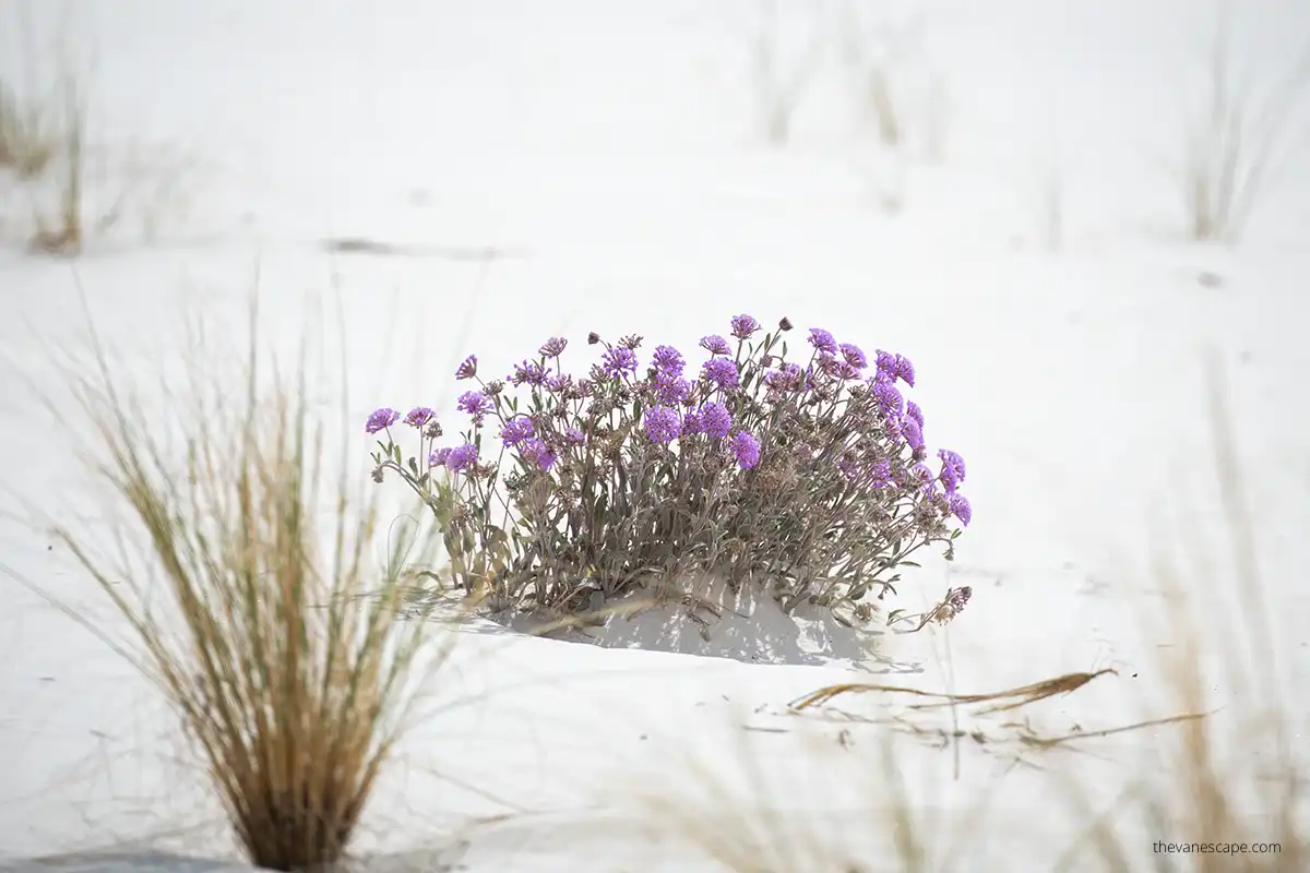Delicate purple desert flowers during spring time in White Sands Dunes National Park, which is best time to visit this park.