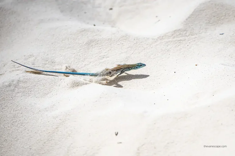 How to Plan a Trip to White Sands National Park?