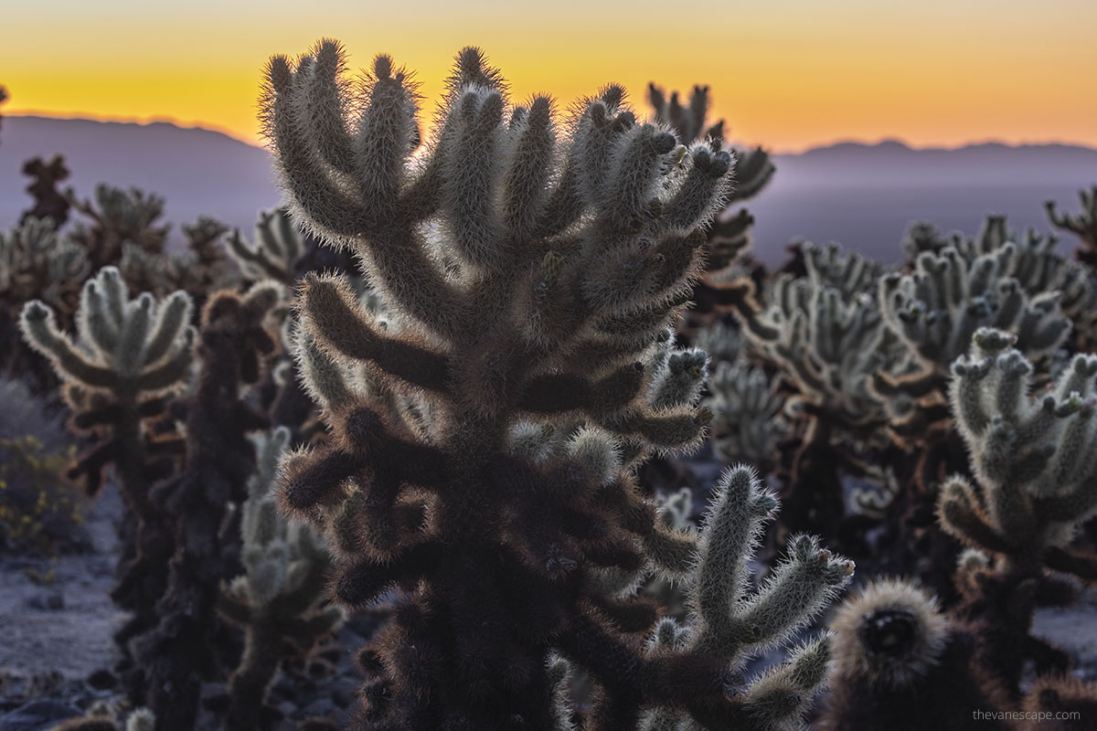 Sunset over cacti.