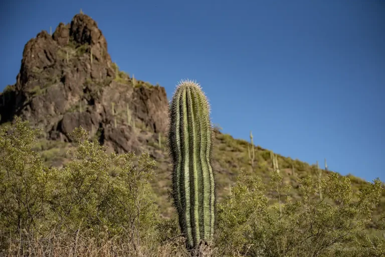 Exploring Picacho Peak State Park: Scenic Beauty in Arizona