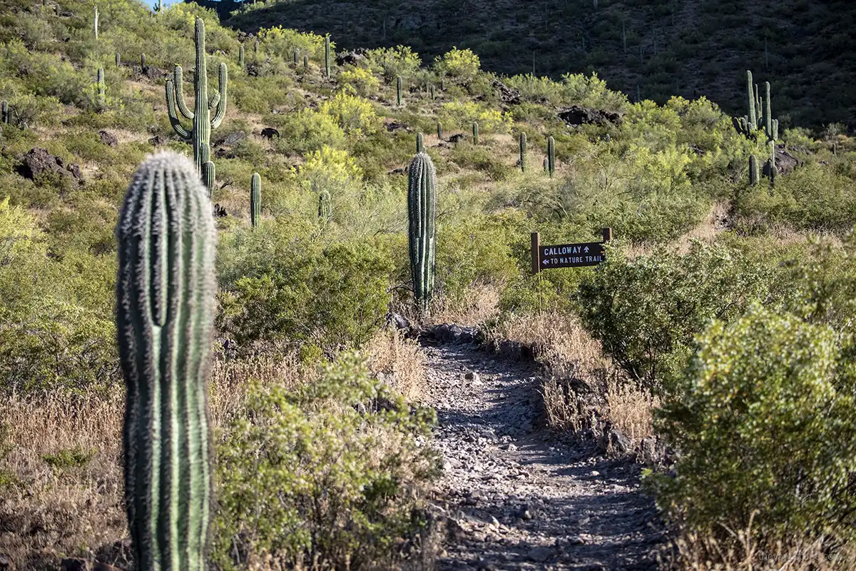 Hiking trails at Picacho Peak State Park: Nature trail and Calloway.